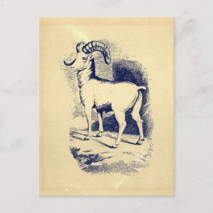 Carte Postale SHEEP vintage GRANDE CORNE