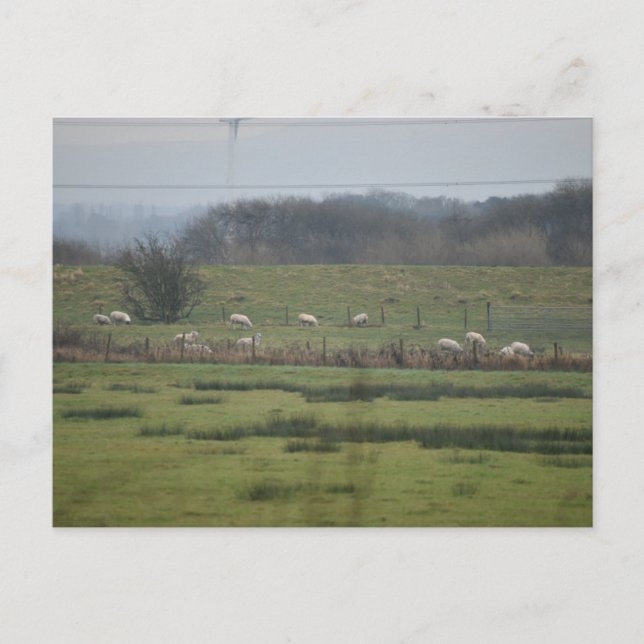 Carte Postale Sheeps (Devant)
