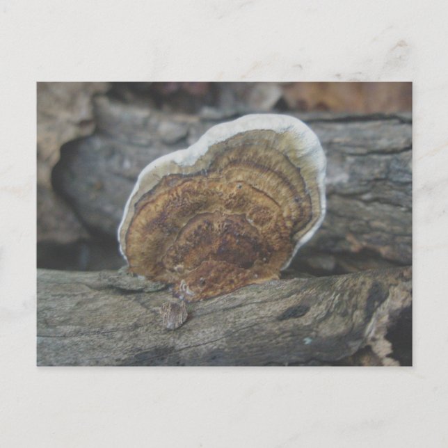 Carte postale Shelf Fungus #3 (Devant)