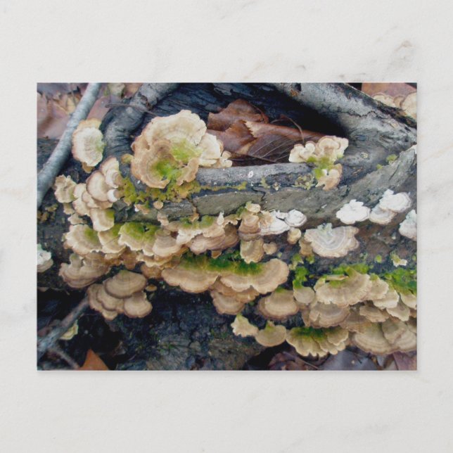 Carte postale Shelf Fungus Colony Décembre (Devant)
