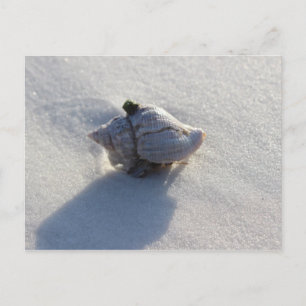 Carte Postale Shell