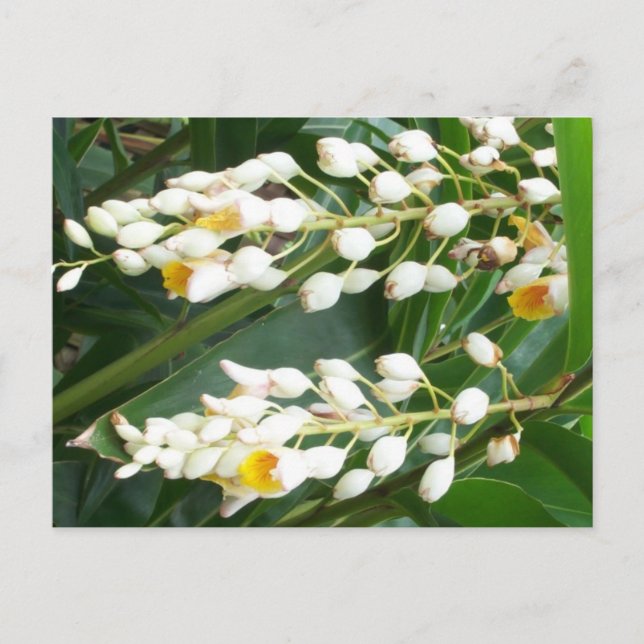 Carte postale Shell Ginger (Devant)