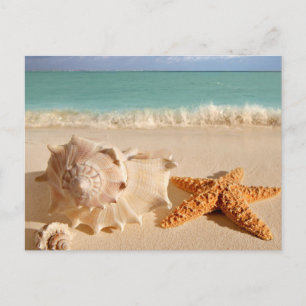 Carte Postale Shell maritime