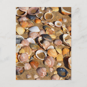 Carte Postale Shells   Andalusia, Spain