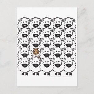 Carte Postale Sheltie dans le mouton