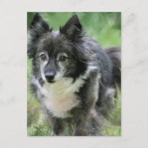 Carte postale Sheltie Dog Picture