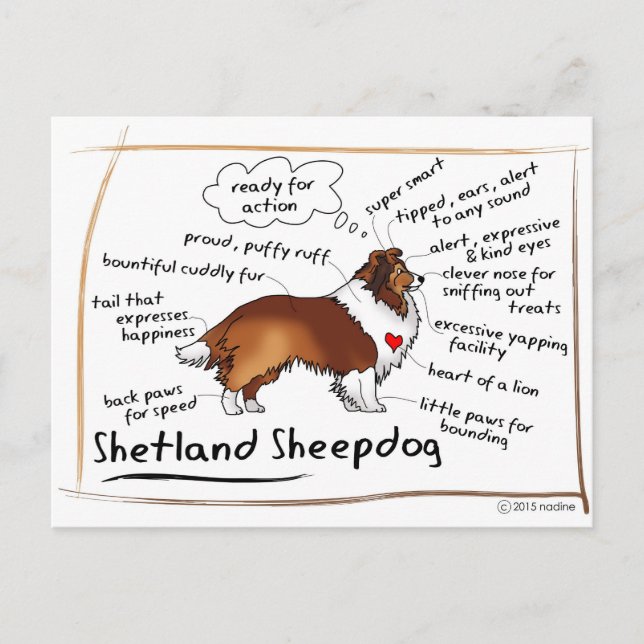 Carte Postale Sheltie sable (Devant)