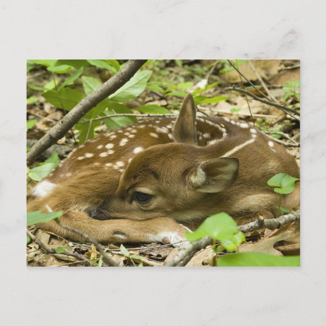 Carte Postale Shenandoah NP, Virginie, USA (Devant)