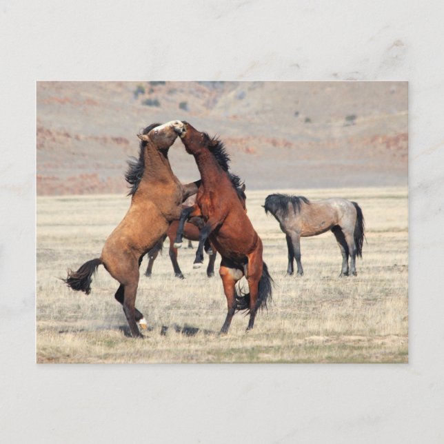 Carte Postale Shenanigans (Devant)
