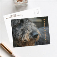 Shepadoodle Profil Closeup Photographic Postcard
