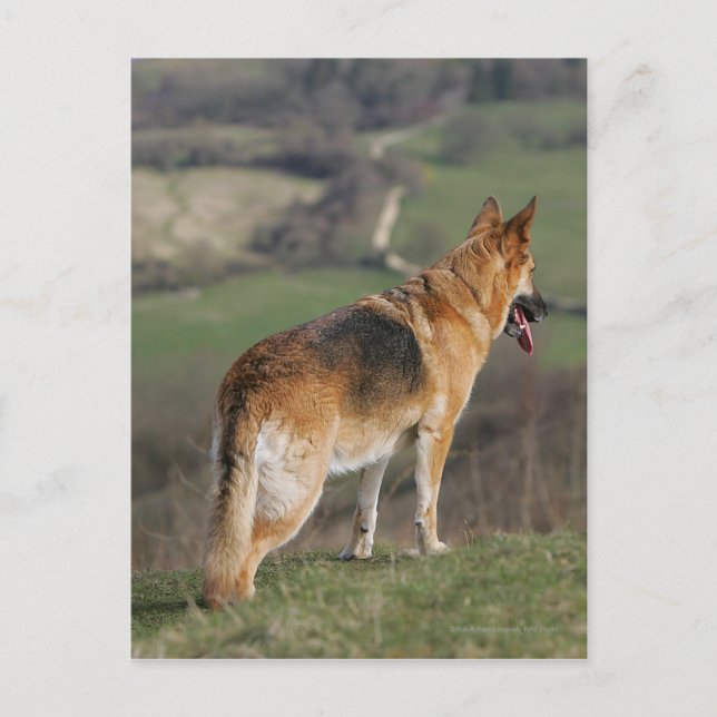 Carte Postale Shephard allemand regardant la colline (Devant)