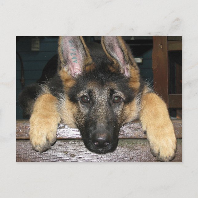Carte Postale Shepherd Pup allemande (Devant)