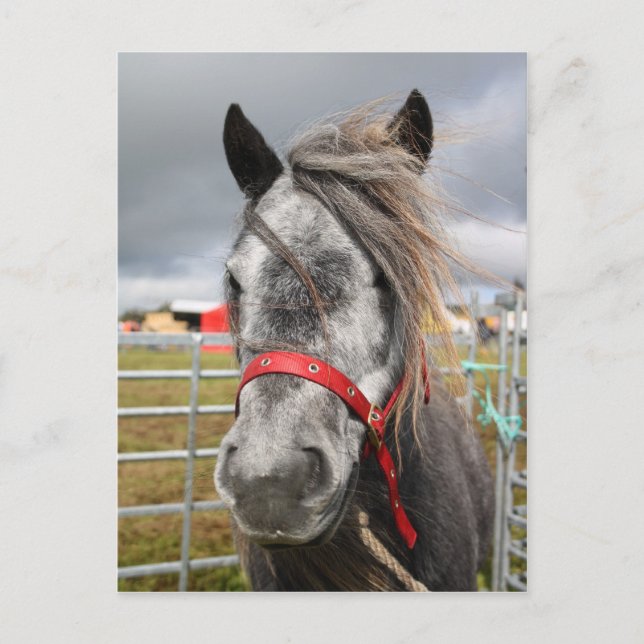 Carte Postale Shetland Pony (Devant)
