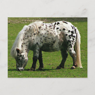 Carte Postale Shetland Pony