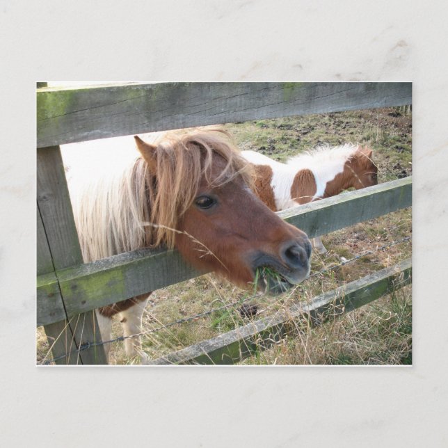 Carte postale Shetland Pony (5019) (Devant)