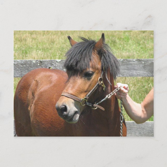 Carte postale Shetland Pony Design (Devant)