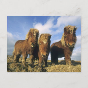 Carte Postale Shetland Pony, îles Shetland continentales