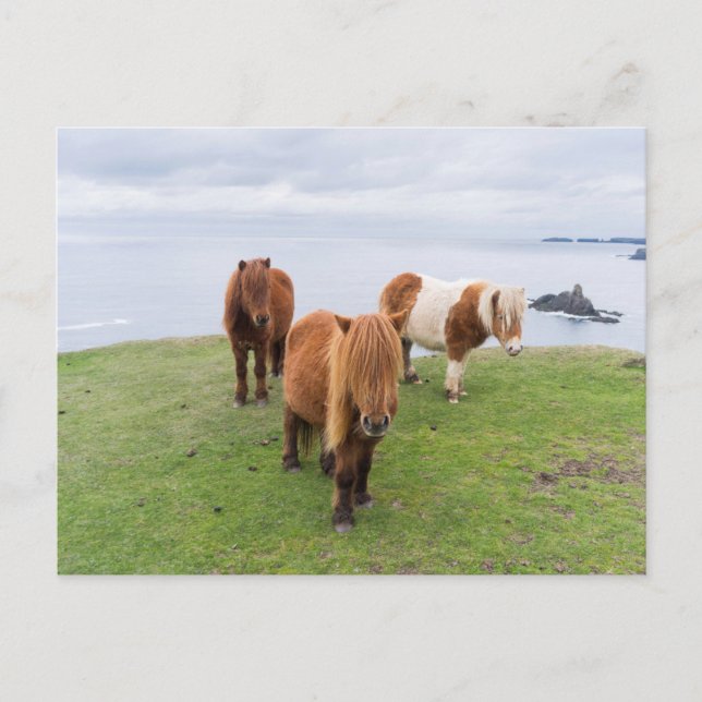 Carte Postale Shetland Pony on Pasture Near High Cliffs (Devant)