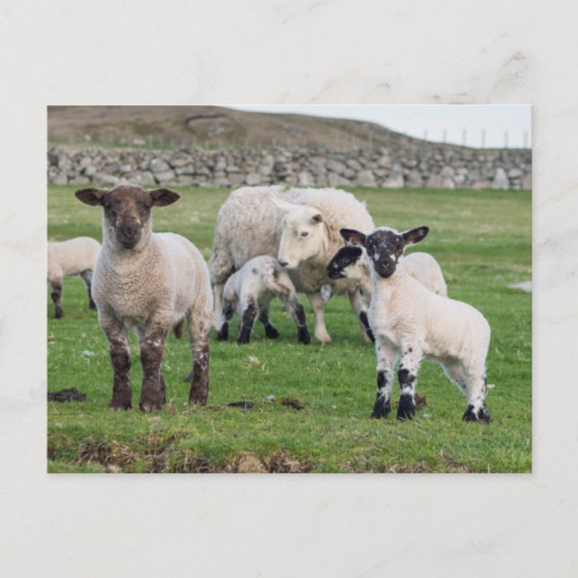 Carte Postale Shetland Sheep (Devant)