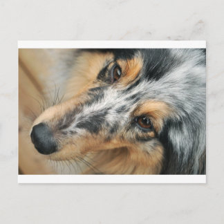 Carte Postale Shetland Sheepdog