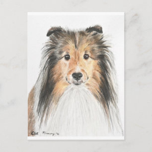 Carte Postale Shetland Sheepdog