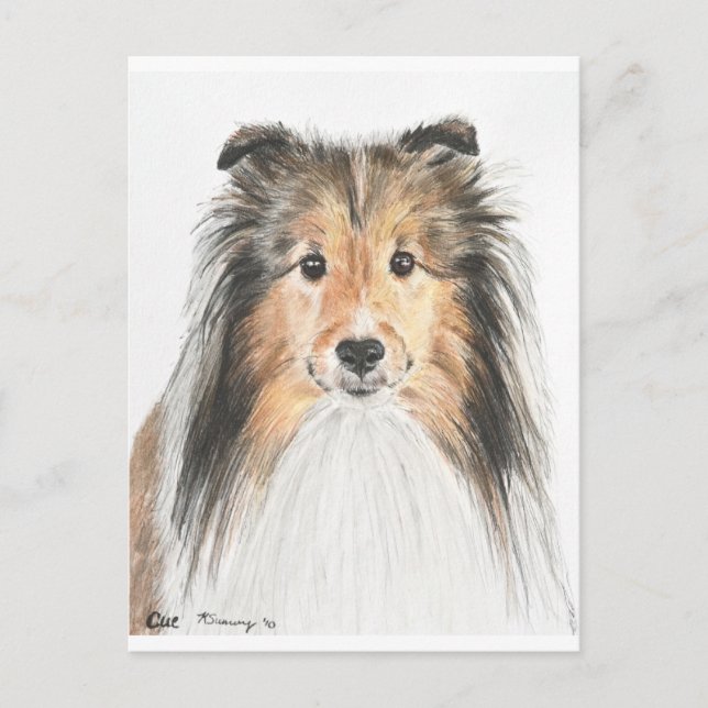 Carte Postale Shetland Sheepdog (Devant)
