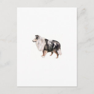 Carte Postale Shetland Sheepdog