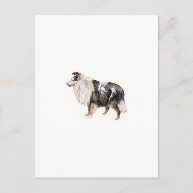 Carte Postale Shetland Sheepdog (Devant)
