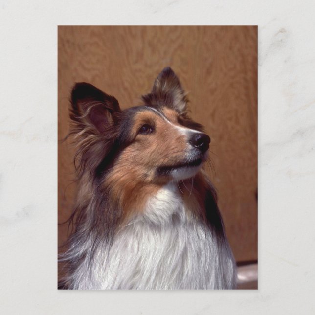 Carte Postale Shetland Sheepdog (Devant)