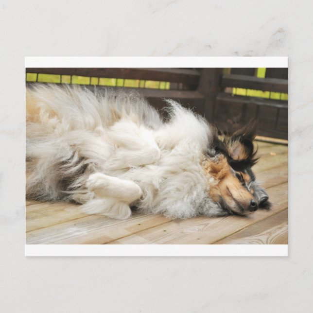 Carte Postale Shetland Sheepdog (Devant)