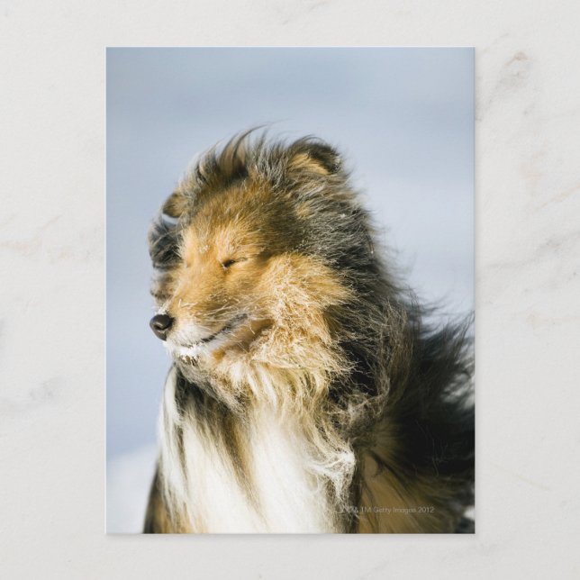 Carte Postale Shetland Sheepdog (Devant)