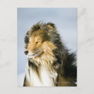 Carte Postale Shetland Sheepdog