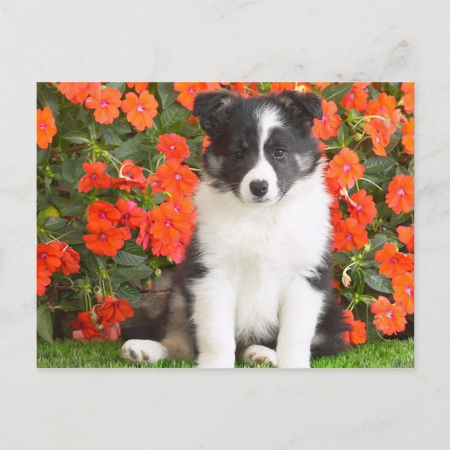 Carte Postale Shetland Sheepdog (Devant)