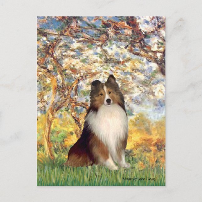Carte Postale Shetland Sheepdog 1 - Printemps (Devant)
