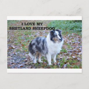 Carte Postale shetland-sheepdog-bleu merle blanc tan love w pic.