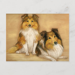 Carte postale Shetland Sheepdog Chien Art