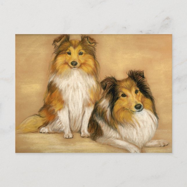 Carte postale Shetland Sheepdog Chien Art (Devant)