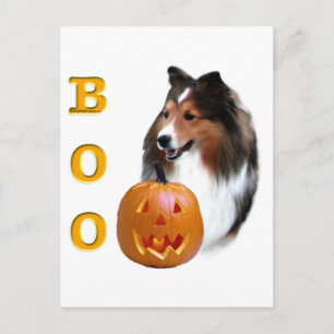 Carte Postale Shetland Sheepdog (sable) Boo