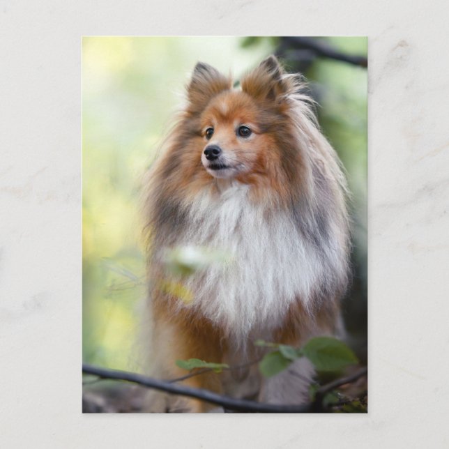 Carte Postale Shetland Sheepdog Shelter petit chien en forêt Jig (Devant)