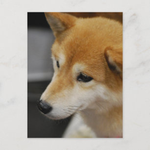 Carte postale Shiba Inu
