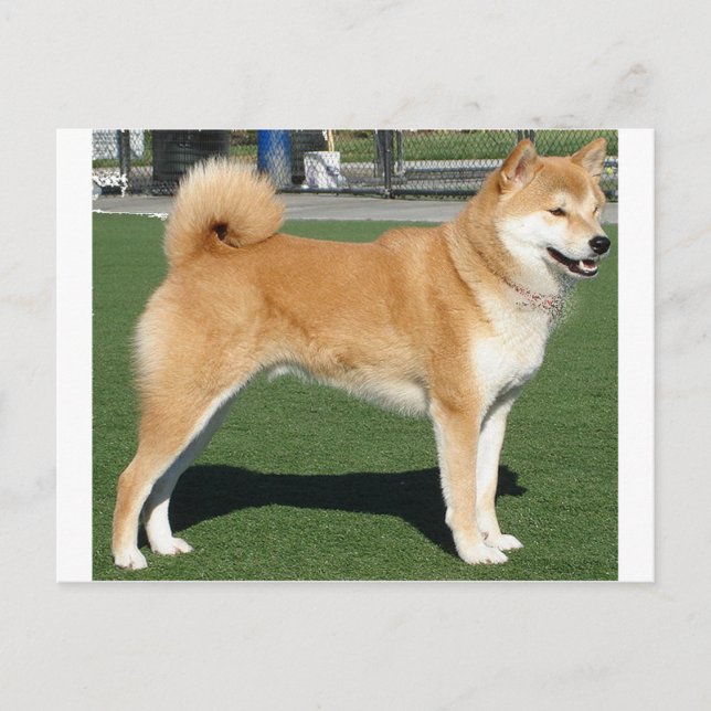 Carte Postale Shiba Inu plein (Devant)