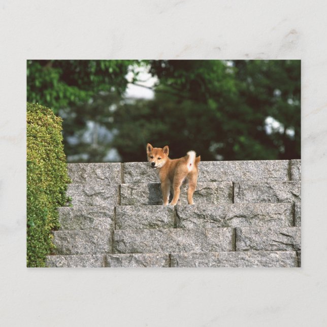 Carte Postale Shiba japonais Midget 4 (Devant)
