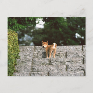 Carte Postale Shiba japonais Midget 4