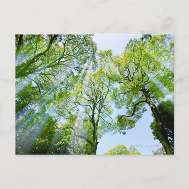 Carte Postale Shibuya-ku, Tokyo, Japon (Devant)