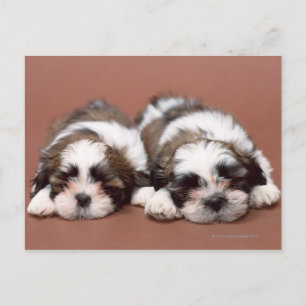 Carte Postale Shih Tzu
