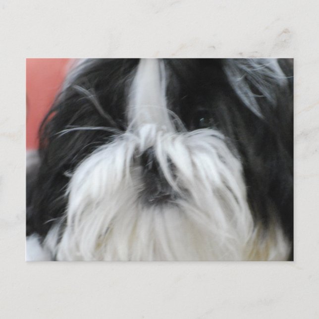 Carte postale Shih Tzu (Devant)