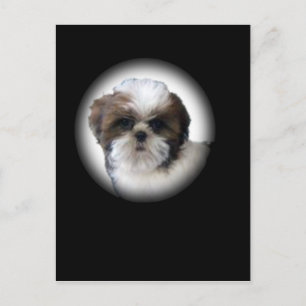 Carte Postale Shih-Tzu