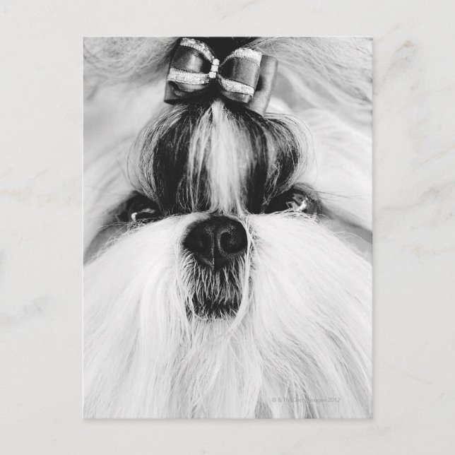 Carte Postale Shih Tzu (Devant)