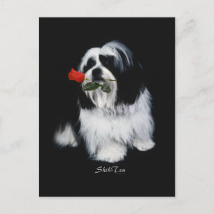 Carte Postale Shih Tzu Avec Rose