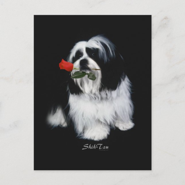 Carte Postale Shih Tzu Avec Rose (Devant)